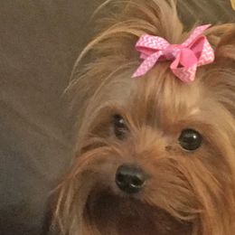 Yorkshire Terriers from York Girl’s Pups