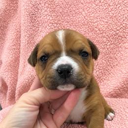Monica - Red female American Staffordshire Terrier puppy in Marietta, Georgia from Ambition Amstaffs