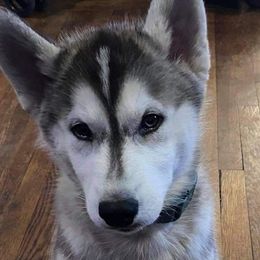 Balto - Siberian Husky