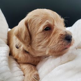 Boy 3 Mr. Brown - Apricot Schnoodle puppy in Leitchfield, Kentucky from Eveleigh Acres Puppies