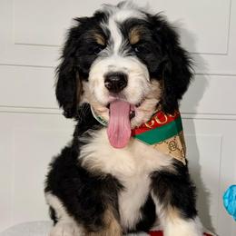 Sage - Tri-color male Bernedoodle puppy in Beecher, Illinois from Erica’s Doodles