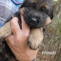 Berger Blanc Suisse and German Shepherd Puppies from Vom Hundhaus Shepherds