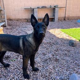 Pippin - Belgian Malinois puppy in Arizona from The Malagator House