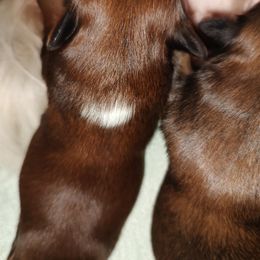 Shih Tzu Puppies from Ashkay Shiht-zus