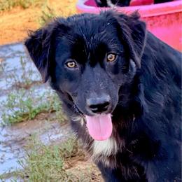 Onyx - Black & white male Australian Shepherd puppy in Mineral Wells, Texas from A6 Australian Shepards