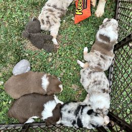Miniature American Shepherd and Miniature Australian Shepherd Puppies from Whiskeytown Aussies