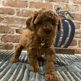 Cavapoo and Goldendoodle Puppies from Magnolia Prairie Doodles
