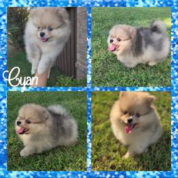 Cyan - Cream sable male Pomeranian puppy in Anna, Texas from Fantasy Pomeranians & Fantasy Aussies