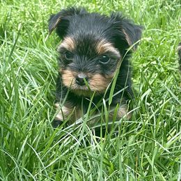 Yorkshire Terrier Puppies from Yorkiecharm