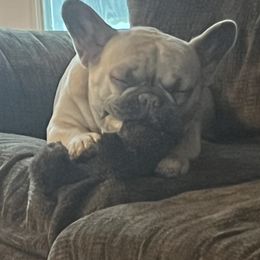 French Bulldogs from Adore-a-BULL Frenchies LLC
