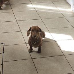 Titus - Dachshund