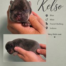 Kelso - Blue male French Bulldog puppy in Holton, Indiana from MoonShine Babies