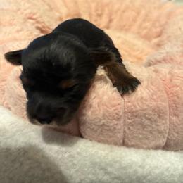Gia AVAILABLE (1800.00) - Blue and gold female Yorkshire Terrier puppy in Brandenburg, Kentucky from Lil Amazing Paws Yorkshire Terriers