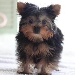 Boy 2 - male Yorkshire Terrier puppy in Hughesville, Missouri from Puppykiss4u
