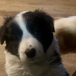 Border Collie Puppies from Cahill’s Canines