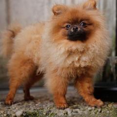 Moni Pie - Red female Pomeranian puppy in Brooklyn, New York from Svitlana's Pomeranians