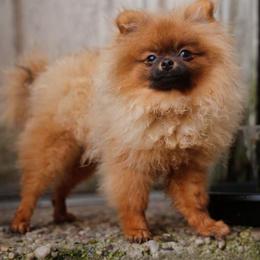 Moni Pie - Red female Pomeranian puppy in Brooklyn, New York from Svitlana's Pomeranians