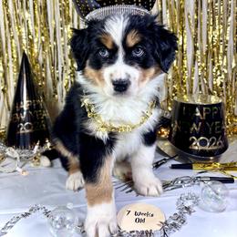 Hedwig - Black tri-color male Australian Shepherd puppy in Fredericksburg, Virginia from Cooper Ridge Aussies
