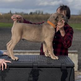Boy 4 - male Cane Corso puppy in Dayton, Oregon from BlackStar Cane Corso