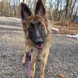 Iris - Sable female German Shepherd puppy in Dallas, Pennsylvania from Mountainside German Shepherds