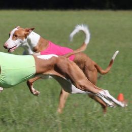 Ponzi - Ibizan Hound