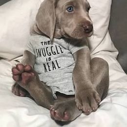 Weimaraner Puppies from Greyborn Weimaraners