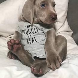Weimaraner Puppies from Greyborn Weimaraners