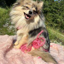 Prudence - Pomeranian