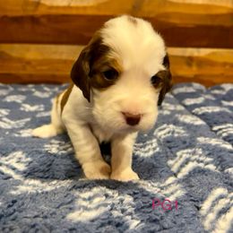 PG1 - Red and white female English Springer Spaniel puppy in Britton, South Dakota from K&S Canines