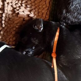 Girl 4 - female German Shepherd puppy in Rolesville, North Carolina from Ransomshire Shepherds