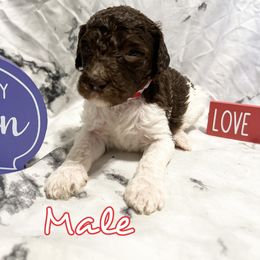 Poodle Puppies from The Poodle Boutique
