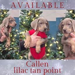 Callen - Silver female Great Dane puppy in Roseau, Minnesota from UNDAD'S KENNELS