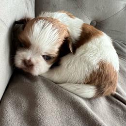 Millie - Gold and white female Shih Tzu puppy in Fair Grove, Missouri from Hilltop Shih Tzus