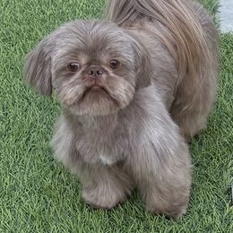 William - Shih Tzu