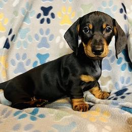 Dachshund Puppies from Mahzian Miniature Dachshunds