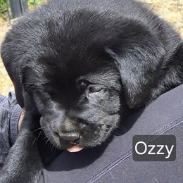 Ozzy - Black male Labrador Retriever puppy in Greenwich, Ohio from Pure Gem Kennel