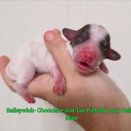Baileywick - Piebald male Dachshund puppy in Quitman, Mississippi from S-and-A Kennels