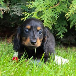 Greta - Black and tan female Dachshund puppy in Crystal, Michigan from Mare-bella Dachshunds