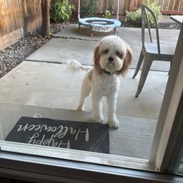 Spots - Cavapoo