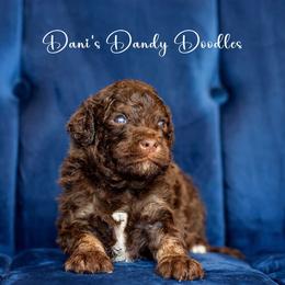 Aussiedoodle Puppies from Dani's Dandy Doodles