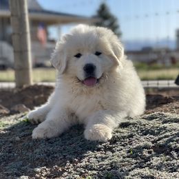 Great Pyrenees Puppies from Forestwood Farms Great Pyrenees