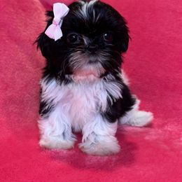 Ari - Black and white female Shih Tzu puppy in California from Boodaboo Shih Tzu’s
