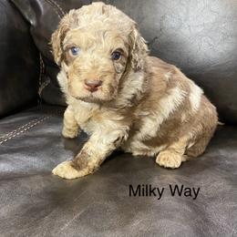 Aussiedoodle Puppies from White River Doodles
