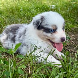 Navy - Silver - Dilute blue male Australian Shepherd puppy in Iola, Texas from MK Aussies