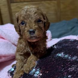 Lucy - Apricot female Goldendoodle puppy in Centralia, Missouri from Oodles Of Doodles Mo.