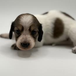 Lady 5- Russian Lines- AKC - Piebald female Dachshund puppy in Bartlesville, Oklahoma from OkieDokieDox