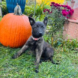Penny - Gold brindle female Dutch Shepherd puppy in Hastings, Minnesota from Century Hills Farm