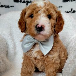 Bernedoodle Puppies from Quality Iowa Doodles