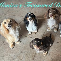 Dachshund puppies from Monica’s Treasured Dachshunds