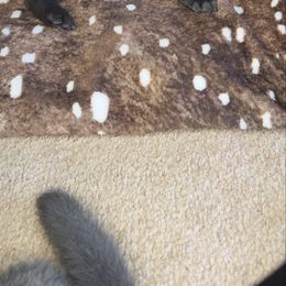 Black color - Gray male German Shepherd puppy in Marion, Ohio from Legacy K9’s